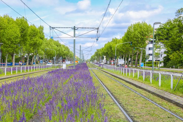 Im Rahmen des Labeling-Verfahrens wurden zahlreiche Aktionen bewertet, wie beispielsweise die an der Kaiserswerther Straße geschaffene Blühwiese © Landeshauptstadt Düsseldorf/Gartenamt 