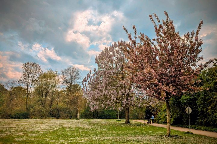 Kirschblüte Zoopark Düsseldorf Kirschblüte im Zoopark Düsseldorf