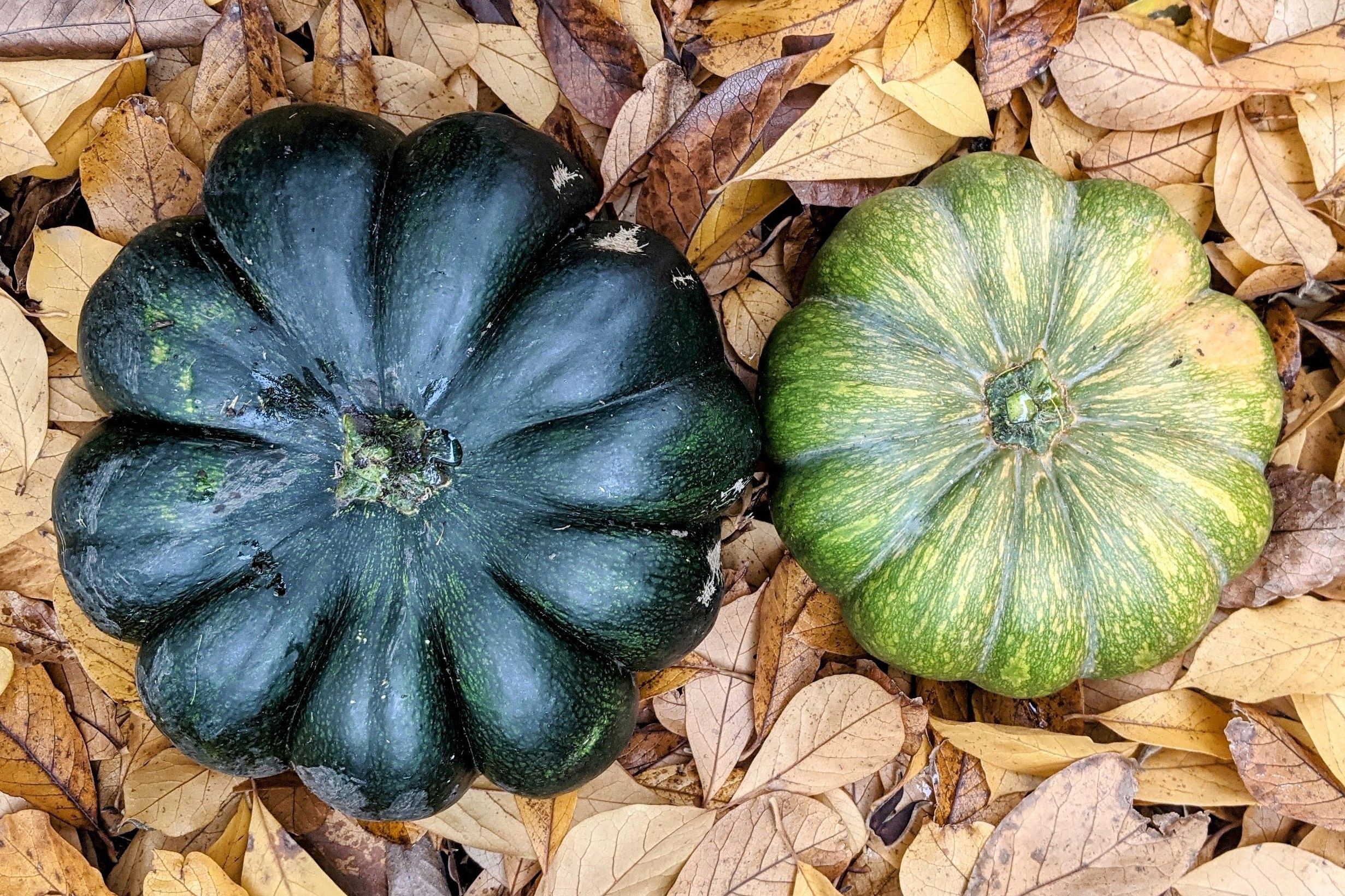 Kürbis, Garten Gerresheim / Foto © Alexandra Scholz-Marcovich