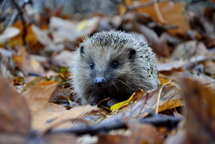 Igel im Garten / Foto: Piotr Laskawski, unsplash