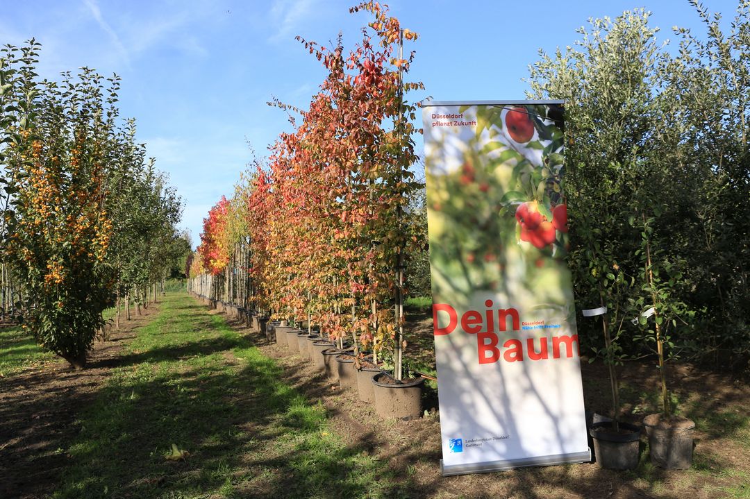 Die Düsseldorferinnen und Düsseldorfer können aus 125 Obstbäumen, 50 Bienenbäumen und 50 Klimabäumen auswählen © Landeshauptstadt Düsseldorf/Ingo Lammert 