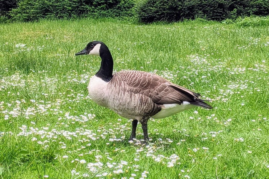 Kanadagans in einem Park in Düsseldorf / Foto (c) Arthur H.C. Scholz, NDOZ