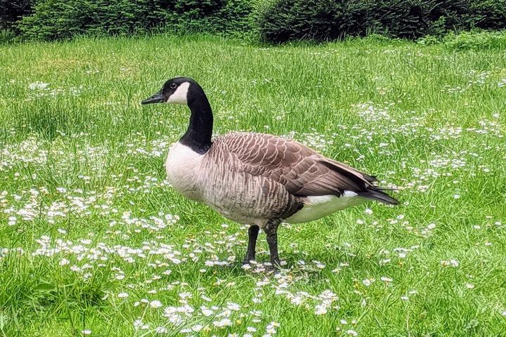 Kanadagans in einem Park in Düsseldorf / Foto (c) Arthur H.C. Scholz, NDOZ