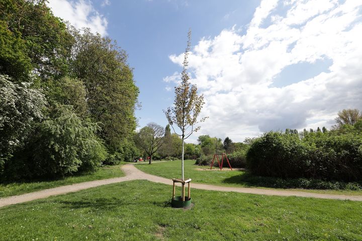 Zitterpappel Nachbarschaftspark Diepenstraße Düsseldorf 2026 Frisch gepflanzte Zitterpappel im Nachbarschaftspark Diepenstraße, Düsseldorf, April 2026