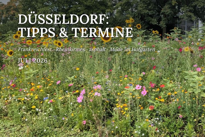 Sommerblumen in Düsseldorf Sommerliche Blumenwiese mit Sonnenblumen vor einem Gebäude in Düsseldorf-Oberbilk.